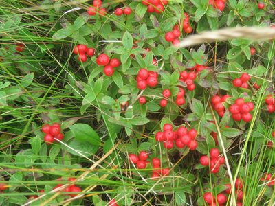 Cornus suecica, photographed by Renee MacQuarrie