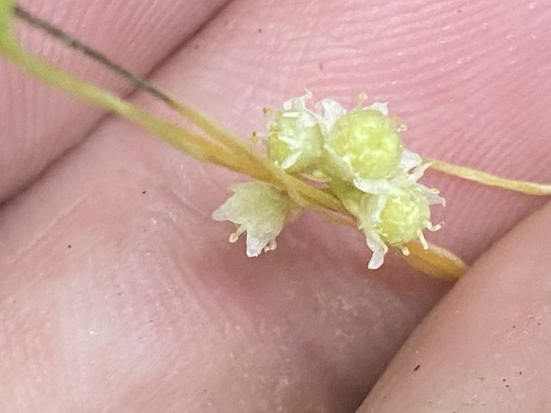 Cuscuta pentagona, photographed by Brian Finzel