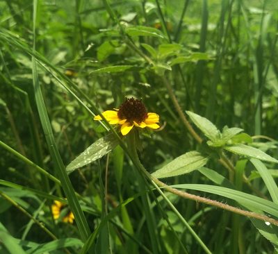 Sanvitalia procumbens, photographed by Adriel Cholico