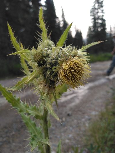 Cirsium parryi, photographed by Dillon Alexander