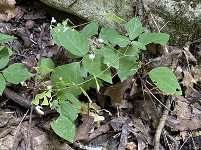 Hylodesmum pauciflorum, photographed by Brian Finzel