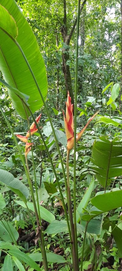Heliconia irrasa, photographed by PB J2