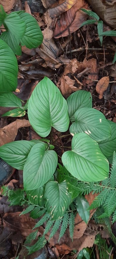 Philodendron grandipes, photographed by PB J2