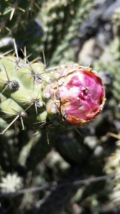 Cylindropuntia californica, photographed by Millie Basden