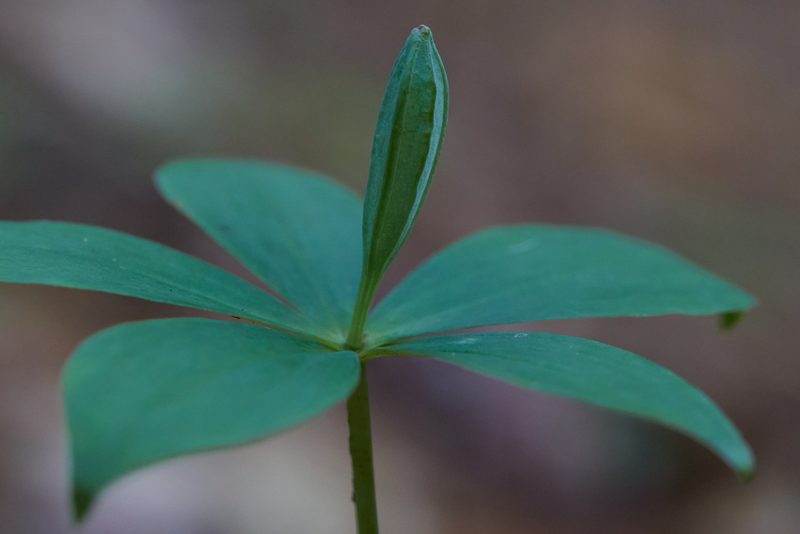 Isotria medeoloides, photographed by Ken-ichi Ueda
