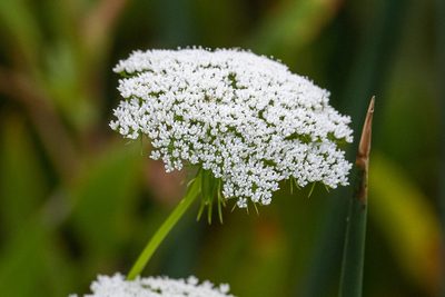 Visnaga daucoides, photographed by Jonathan Eisen