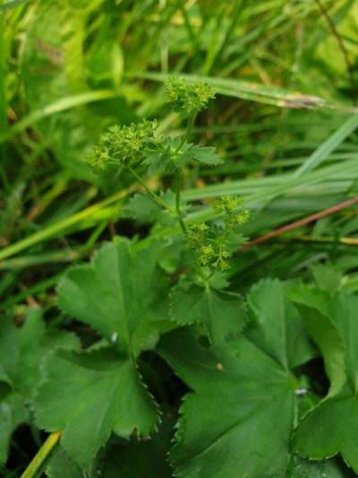 Alchemilla subcrenata, photographed by Étienne Léveillé-Bourret