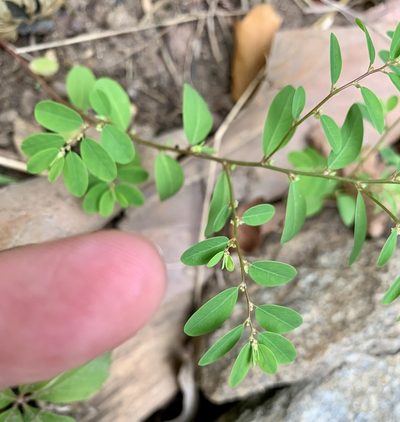 Phyllanthus caroliniensis, photographed by Kathy Daniel