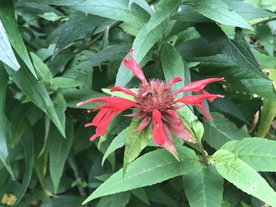 Monarda didyma, photographed by novvictan