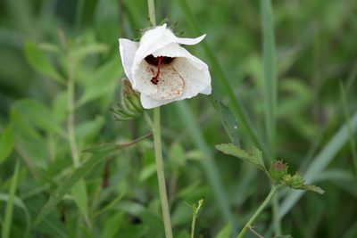 Sabdariffa aculeata, photographed by Lauren McLaurin
