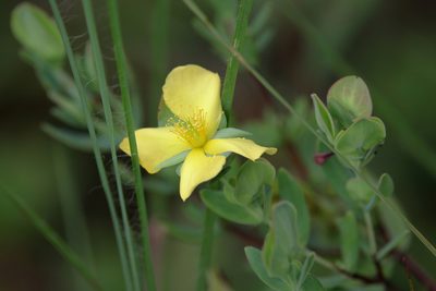 Hypericum crux-andreae, photographed by Lauren McLaurin