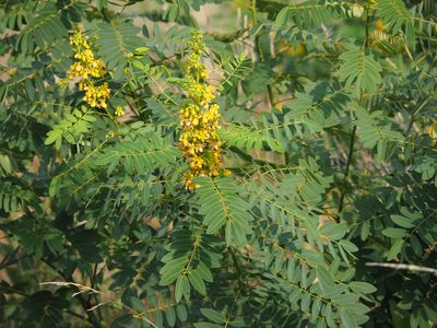 Senna hebecarpa, photographed by Katja Schulz