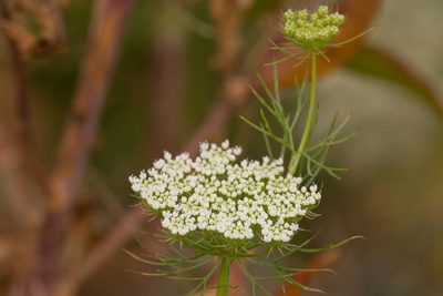 Visnaga daucoides, photographed by Jonathan Eisen