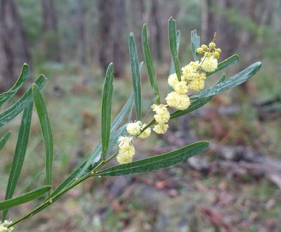Acacia stricta, photographed by yatesy