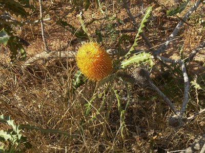 Banksia ashbyi, photographed by dhfischer