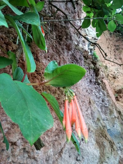 Fuchsia fulgens, photographed by Guillermo Huerta Ramos