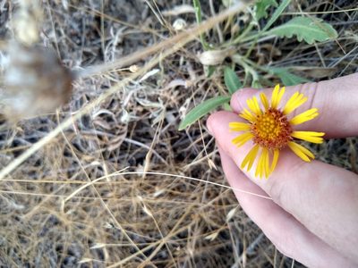 Gaillardia aristata, photographed by Sean Haight