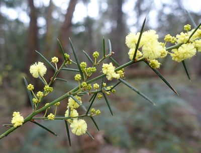 Acacia genistifolia, photographed by yatesy