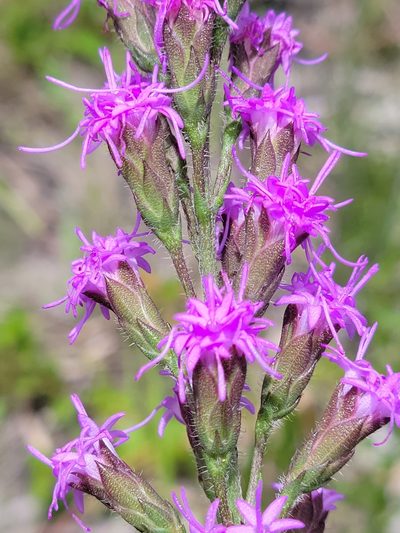 Liatris garberi, photographed by Jay Horn