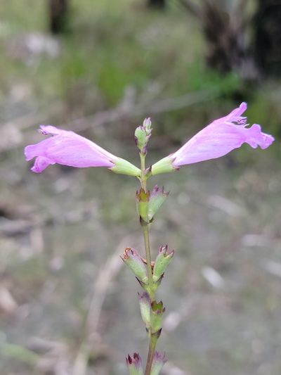 Physostegia purpurea, photographed by Jay Horn