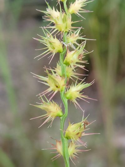 Cenchrus gracillimus, photographed by Jay Horn