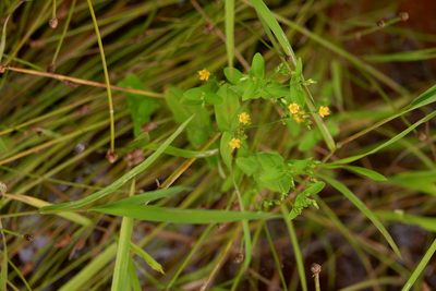 Hypericum mutilum, photographed by Bonnie Semmling
