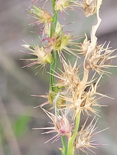 Cenchrus gracillimus, photographed by Jay Horn
