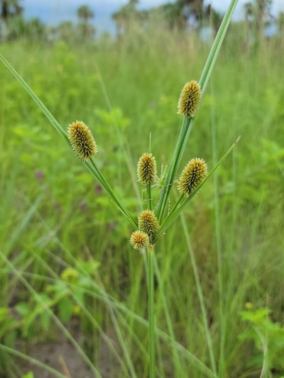 Cyperus ovatus, photographed by Jay Horn