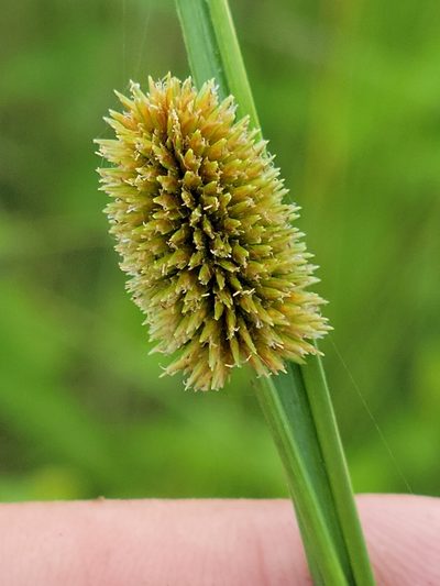 Cyperus ovatus, photographed by Jay Horn