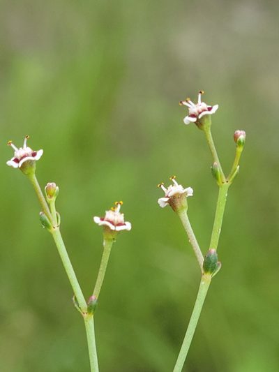 Euphorbia polyphylla, photographed by Jay Horn