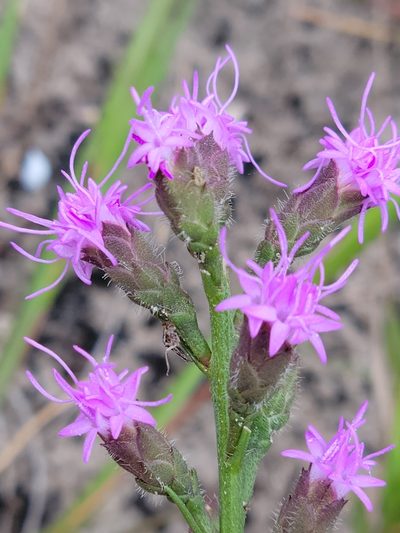Liatris garberi, photographed by Jay Horn