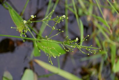 Alisma subcordatum