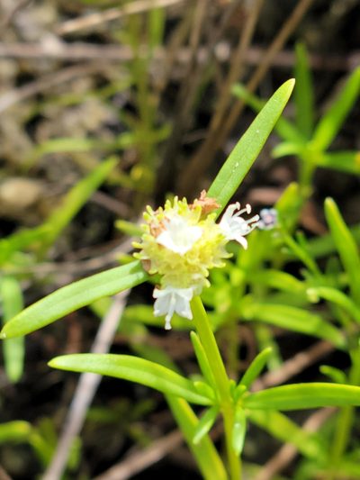 Spermacoce neoterminalis, photographed by Jay Horn