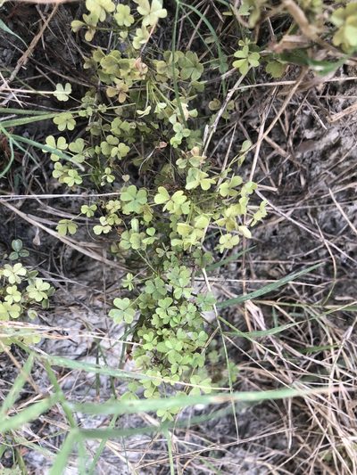 Oxalis macrantha, photographed by John Kees