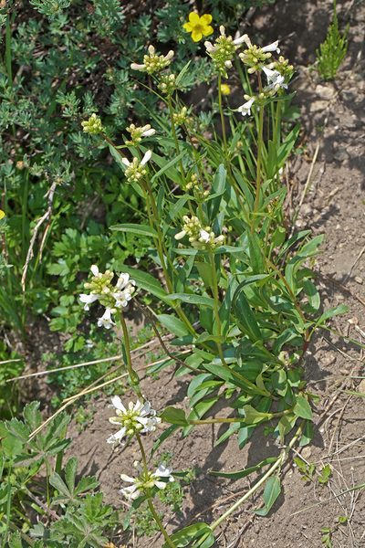 Penstemon pratensis, photographed by Steve Matson