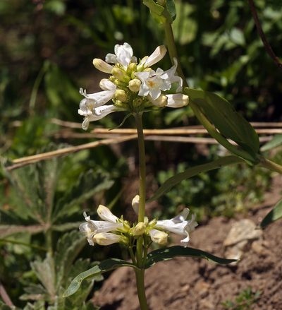 Penstemon pratensis, photographed by Steve Matson