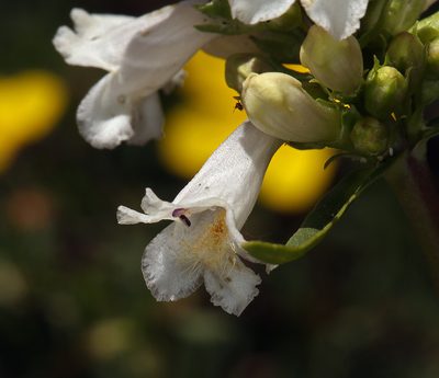 Penstemon pratensis, photographed by Steve Matson