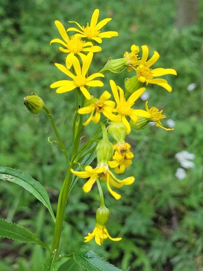 Senecio serra, photographed by Rebecca Gimenez Husted