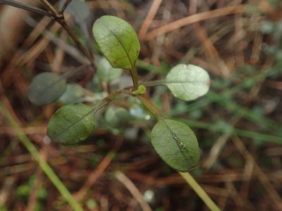 Coprosma spathulata, photographed by Jenny Christianson