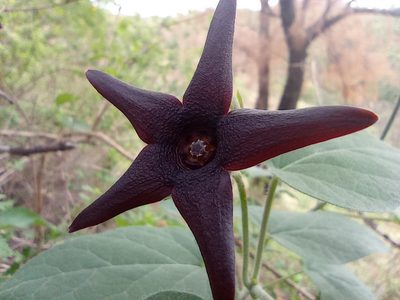 Polystemma pilosum, photographed by Adabelle