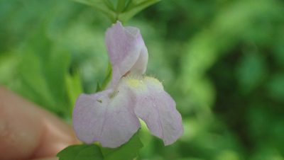 Mimulus alatus, photographed by John Abrams