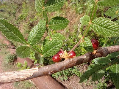 Bursera palmeri, photographed by Adabelle