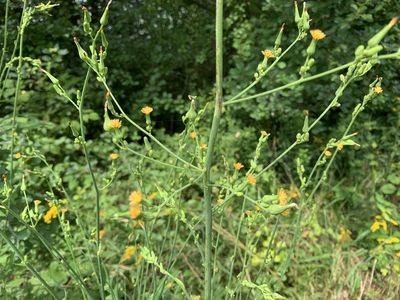 Lactuca canadensis, photographed by InAweofGod'sCreation