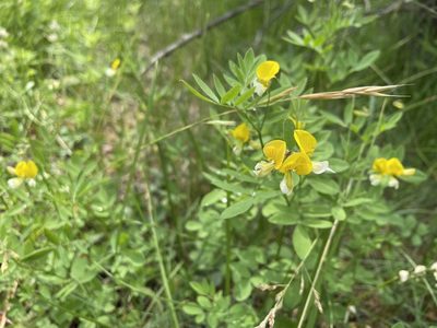 Hosackia oblongifolia, photographed by Matt Benjamin