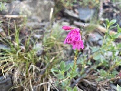 Penstemon newberryi, photographed by Matt Benjamin