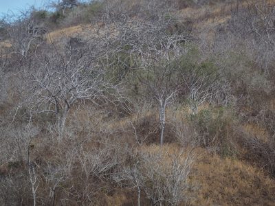 Bursera graveolens, photographed by Judy Gallagher