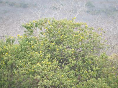 Cordia lutea, photographed by Judy Gallagher