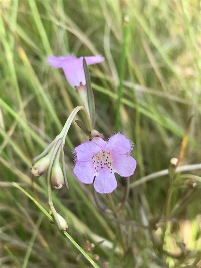 Agalinis maritima, photographed by Chase Mathey