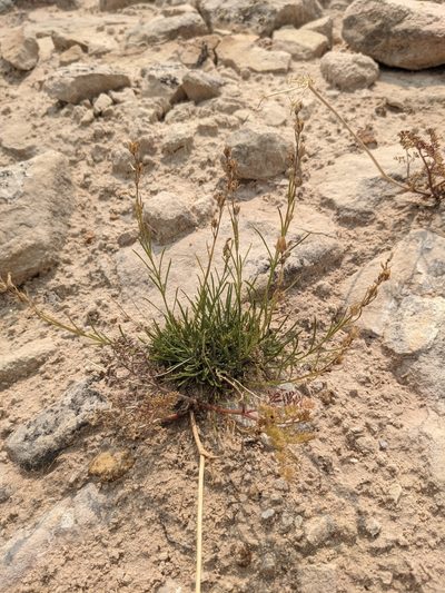 Penstemon laricifolius, photographed by Alaina Krakowiak