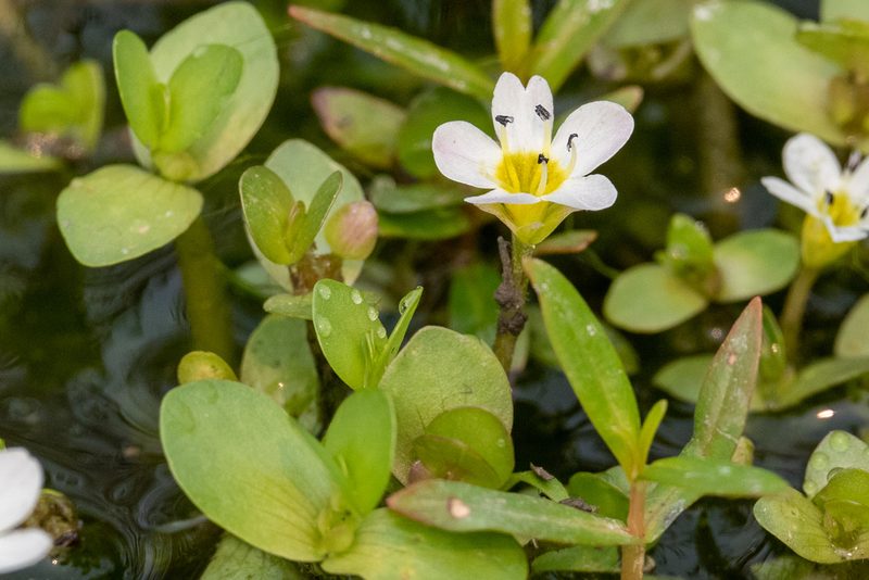 Bacopa eisenii, photographed by Jonathan Eisen